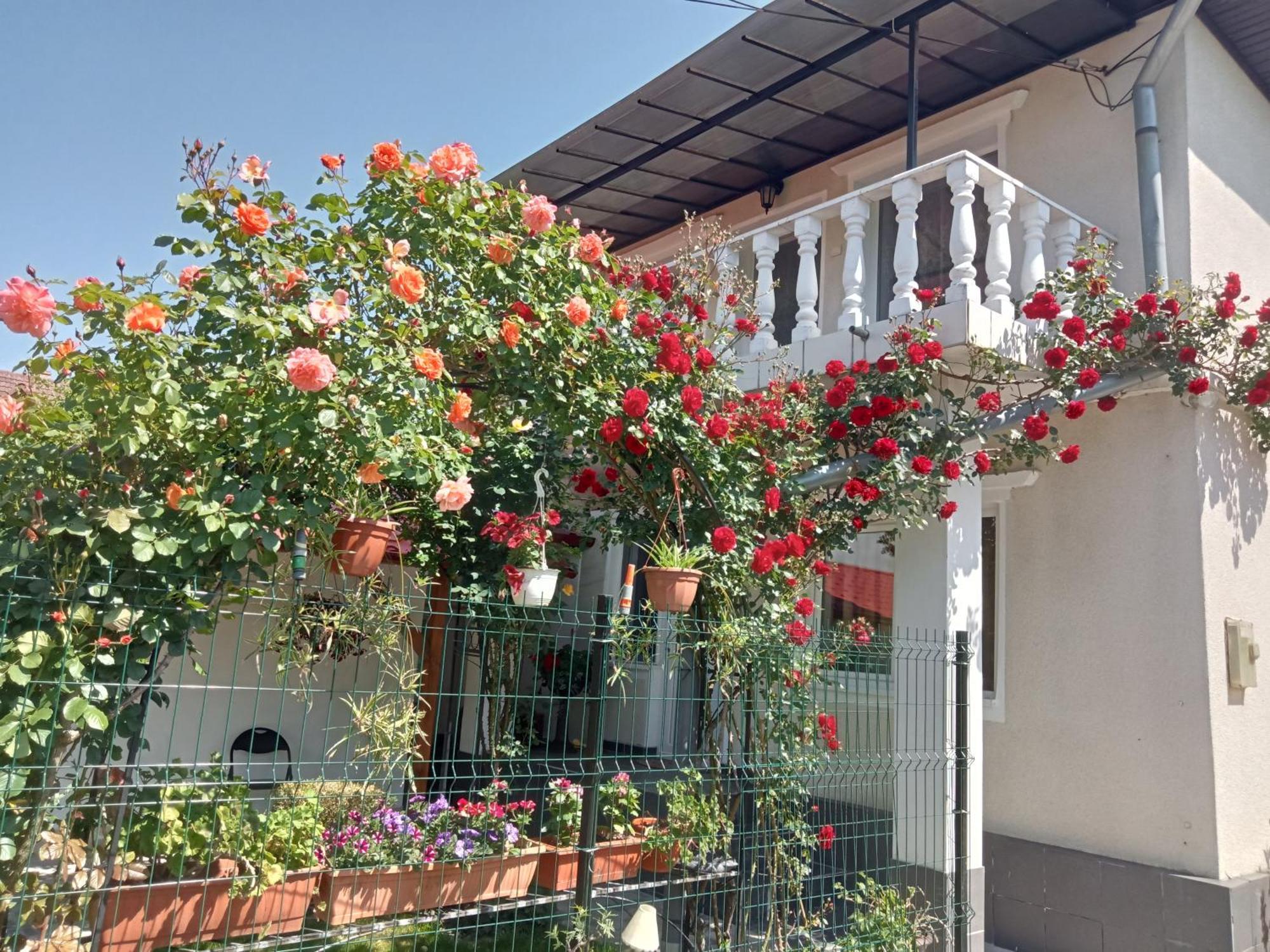 Villa Jj Zavoi Orăştie Exterior foto