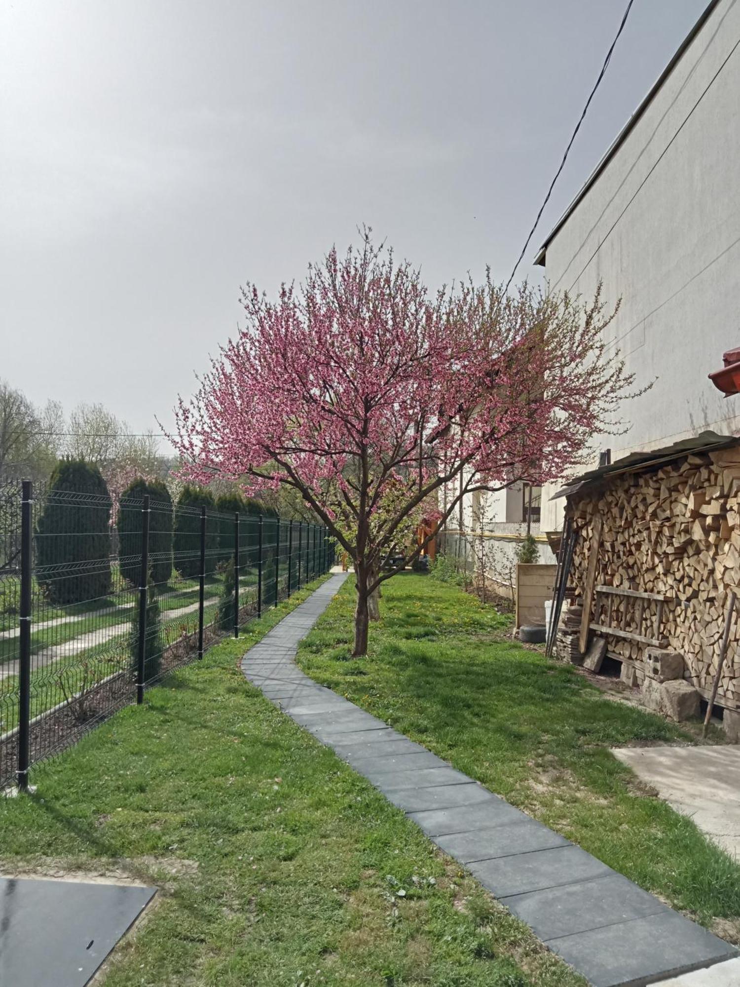 Villa Jj Zavoi Orăştie Exterior foto
