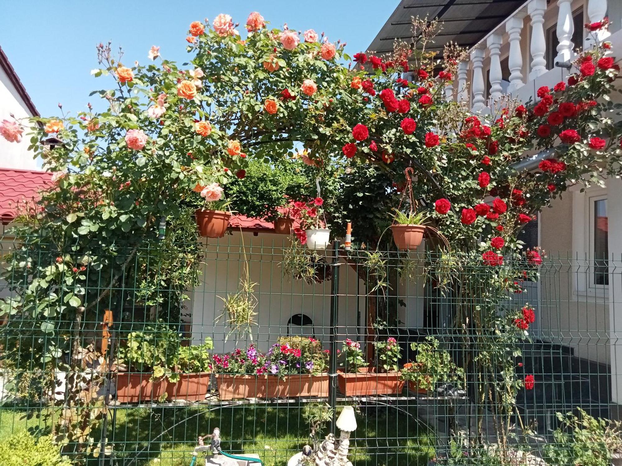Villa Jj Zavoi Orăştie Exterior foto