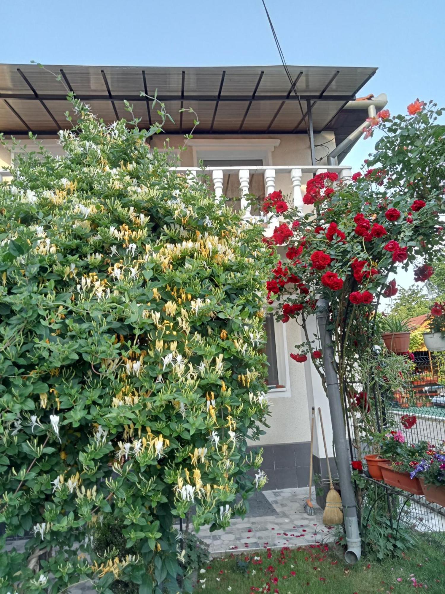 Villa Jj Zavoi Orăştie Exterior foto